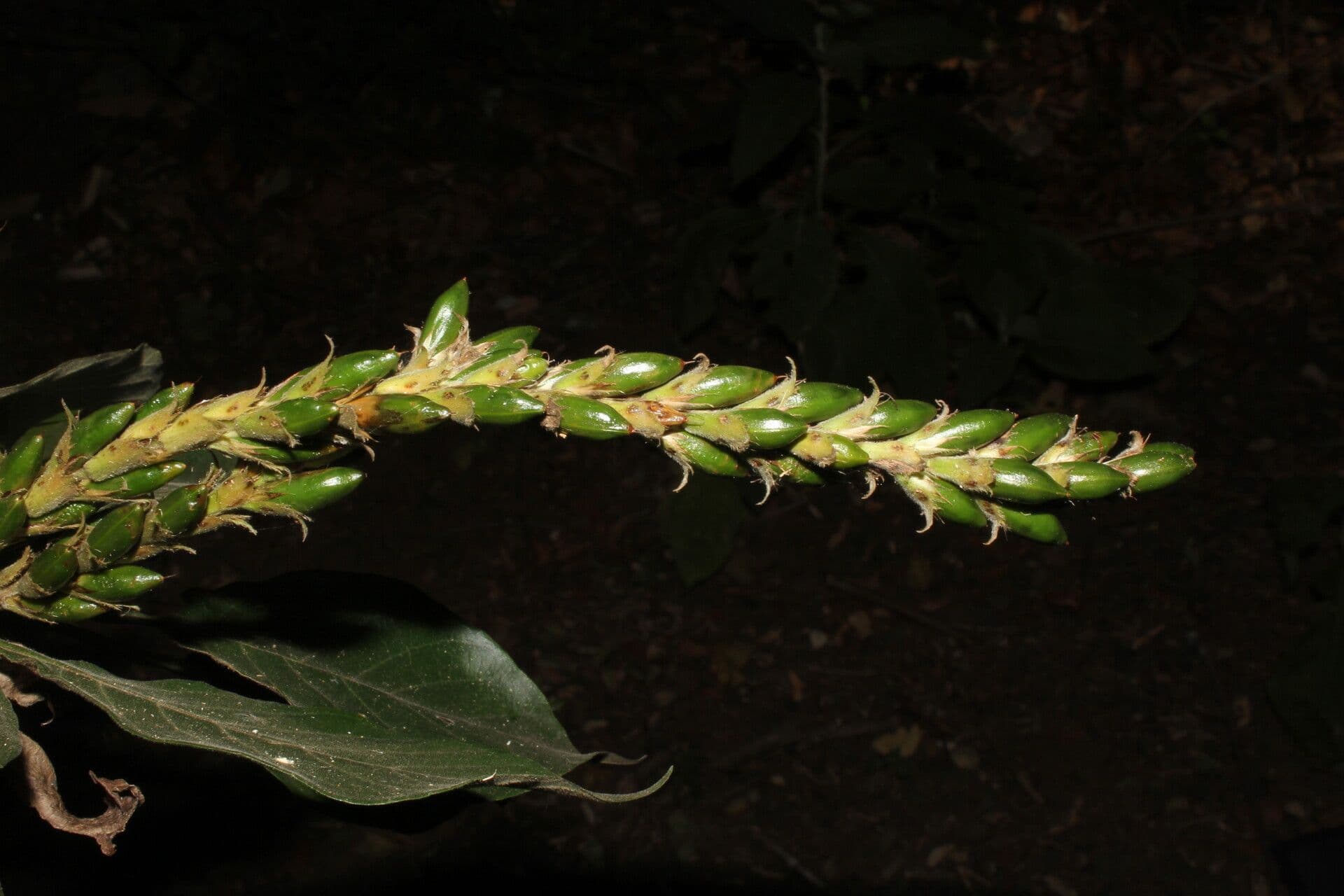 Aphelandra scabra