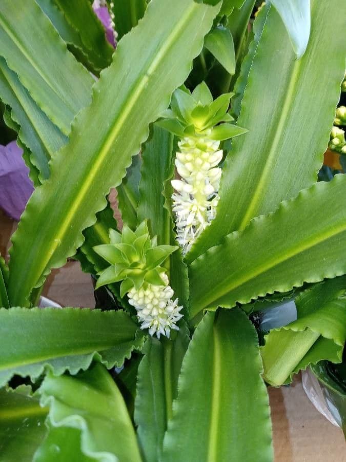 Eucomis 12