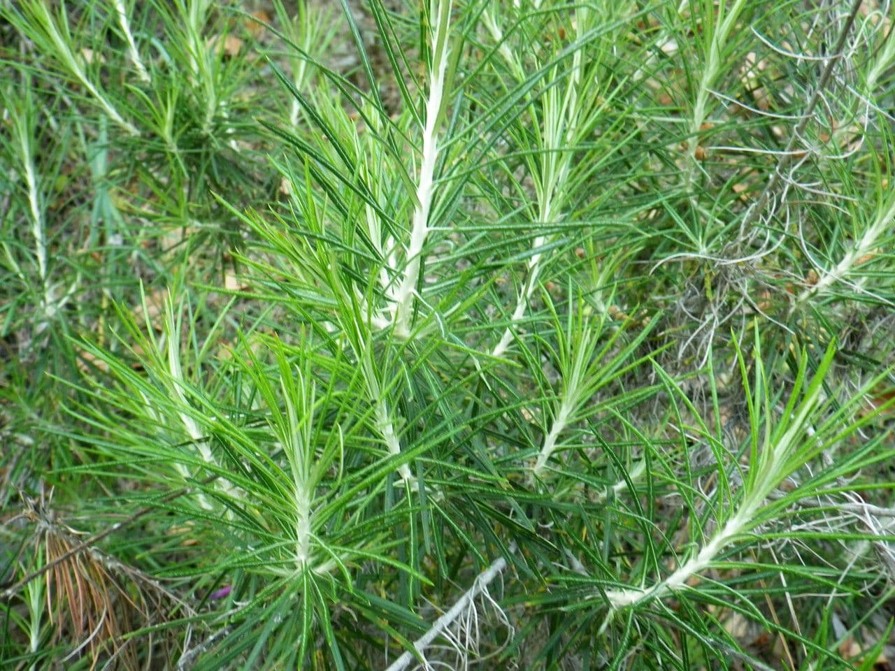 Ptilostemon chamaepeuce 19