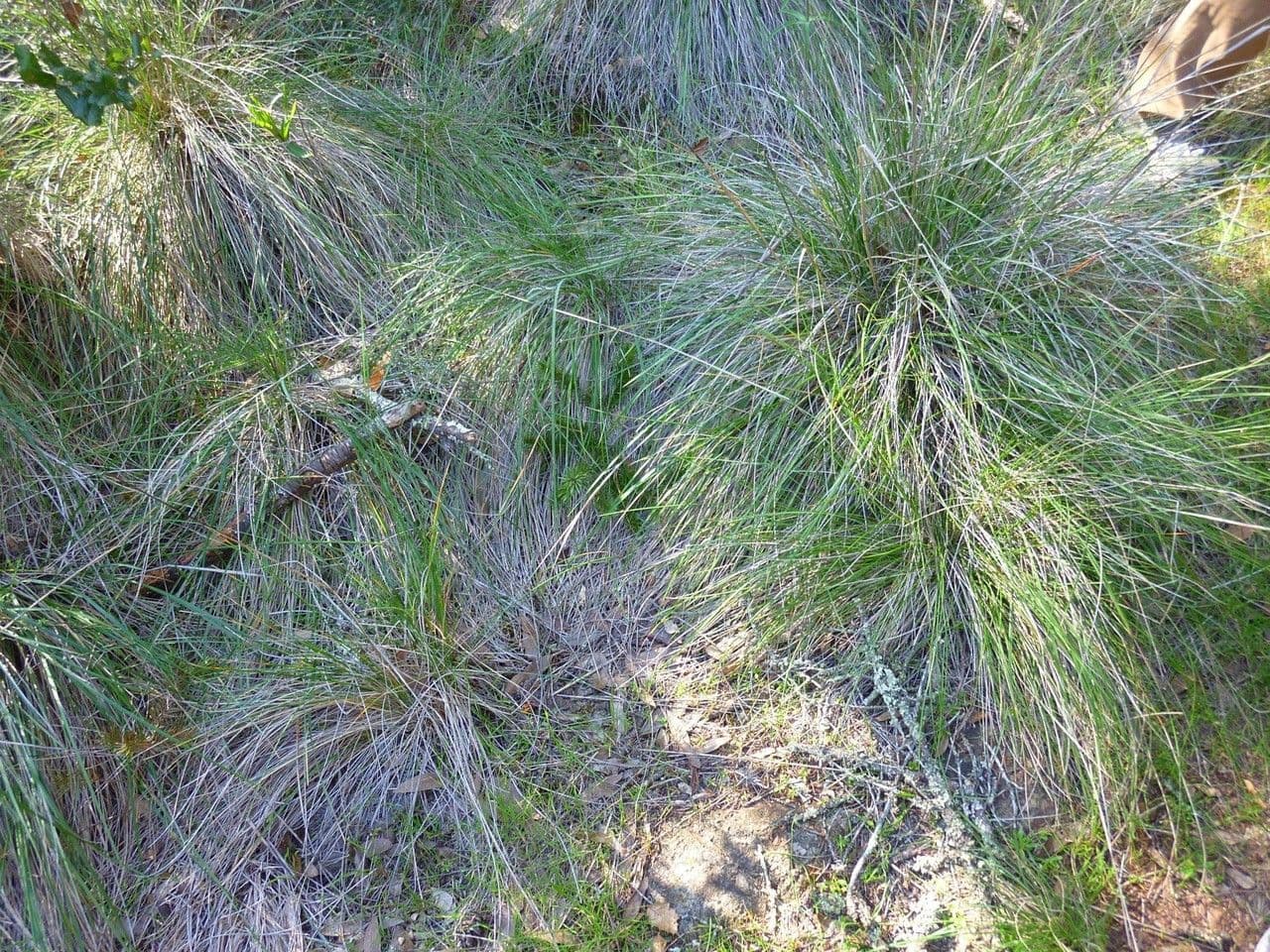 Festuca 4