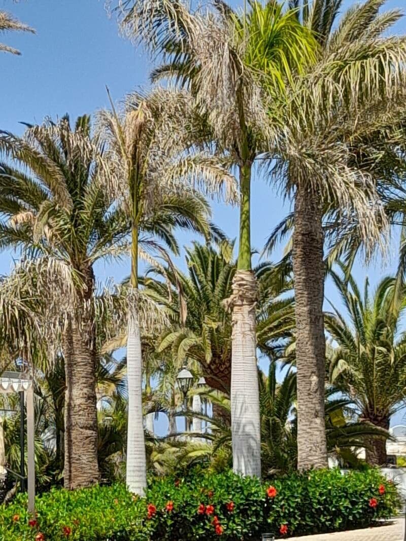 Palmier royal 22