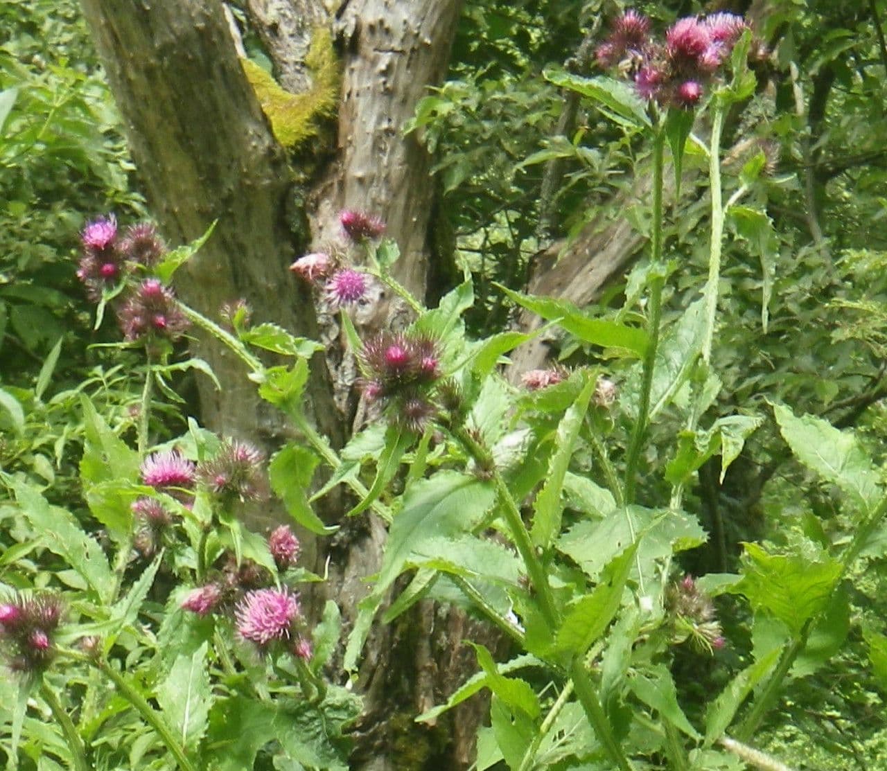 Karde 12