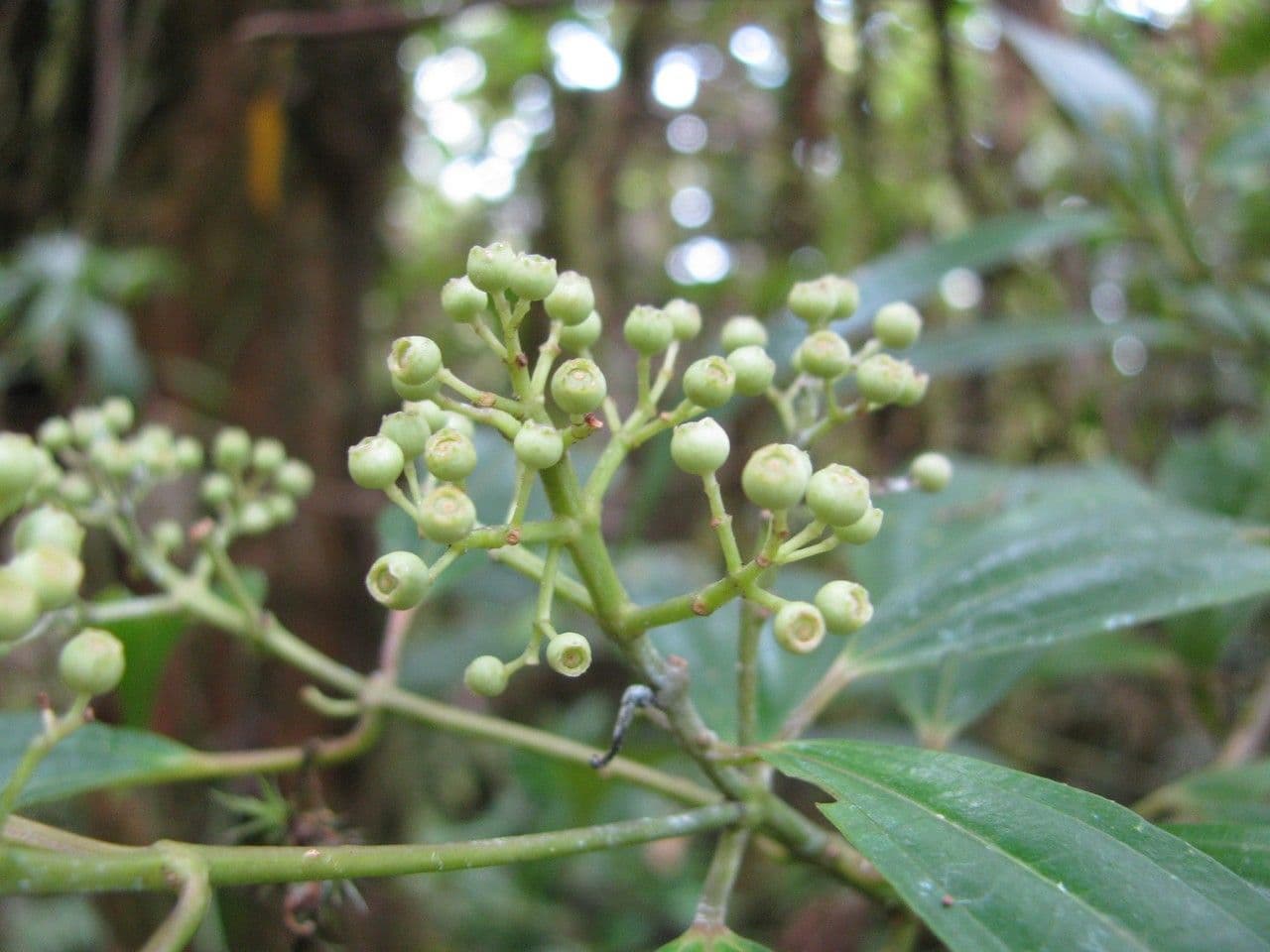 Miconia 10
