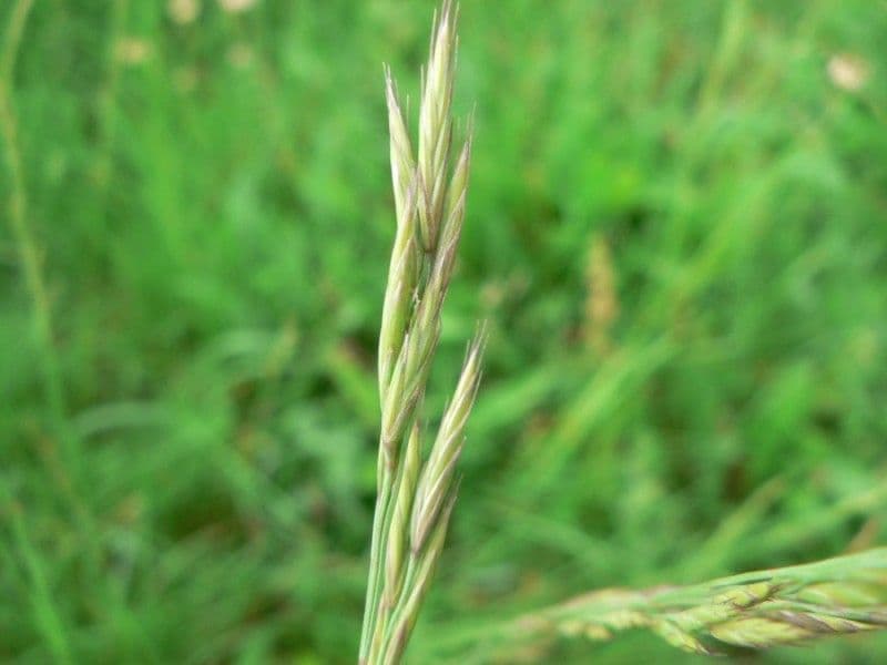 Festuca annerente 3