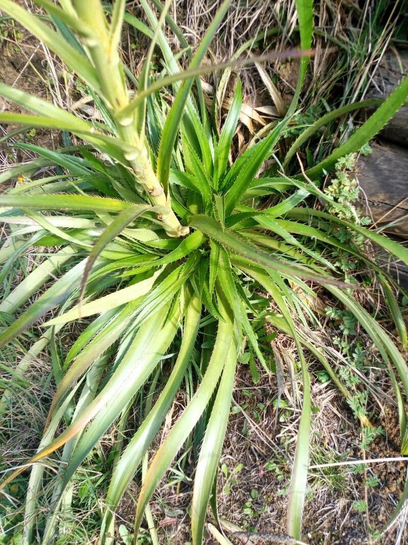 Panicaut de Humboldt 14