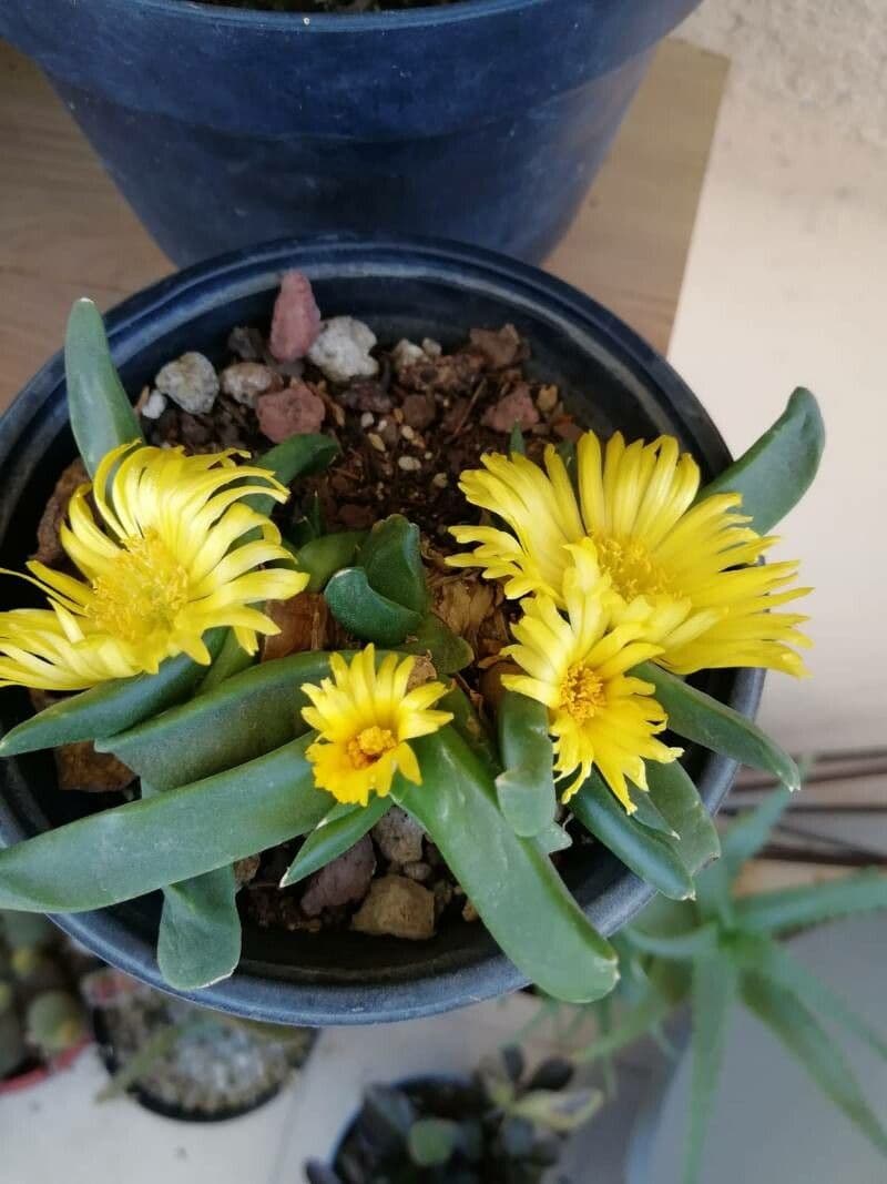 Glottiphyllum