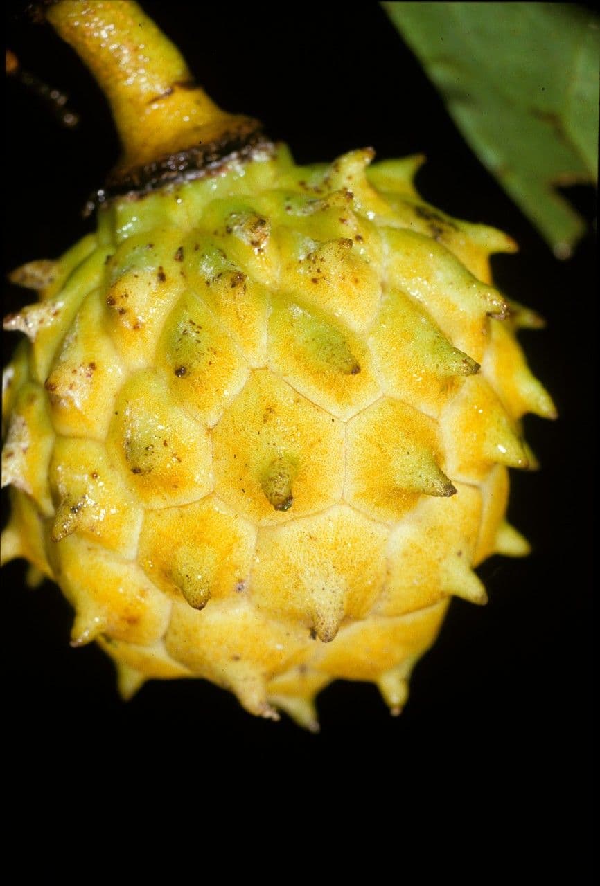 Duguetia calycina