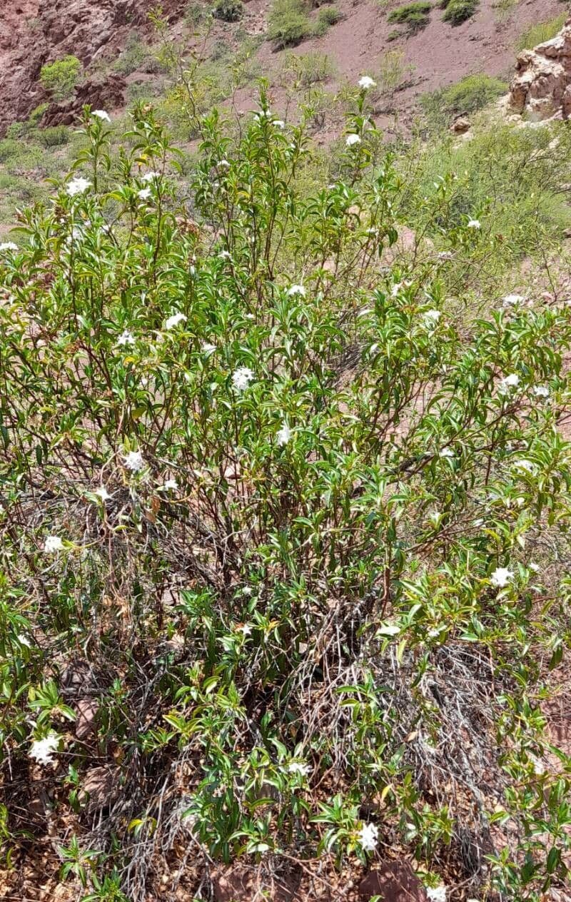 Ixorhea 3