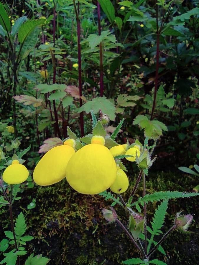 Calceolaria 2