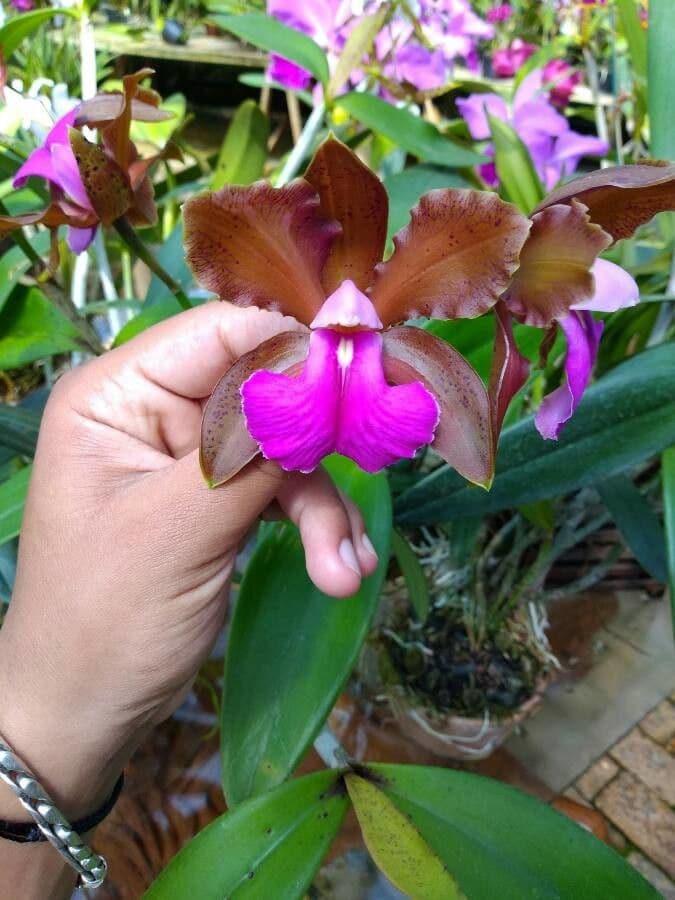 Cattleya 3