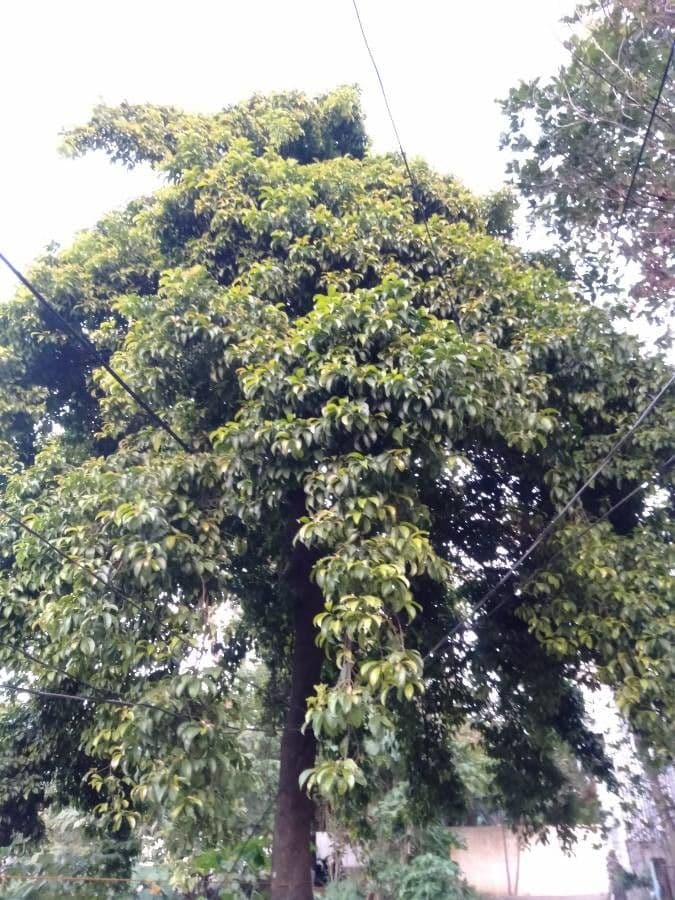 Garcinia 2