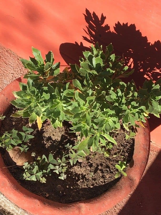 Fleabane glaucus 16