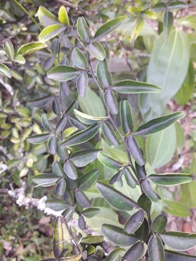 Triphasia trifogliata 11