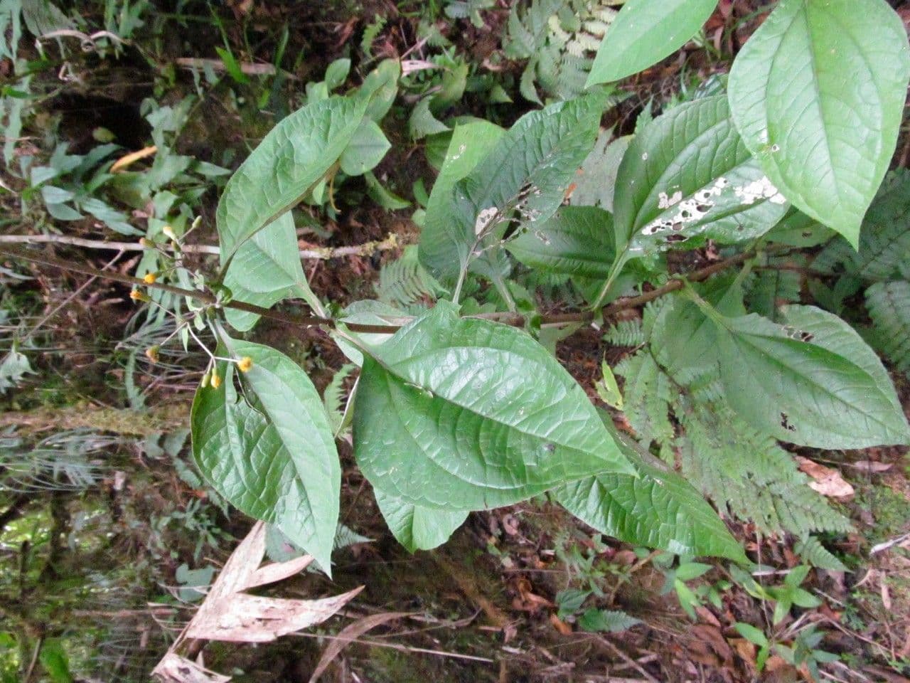 Liabum 4