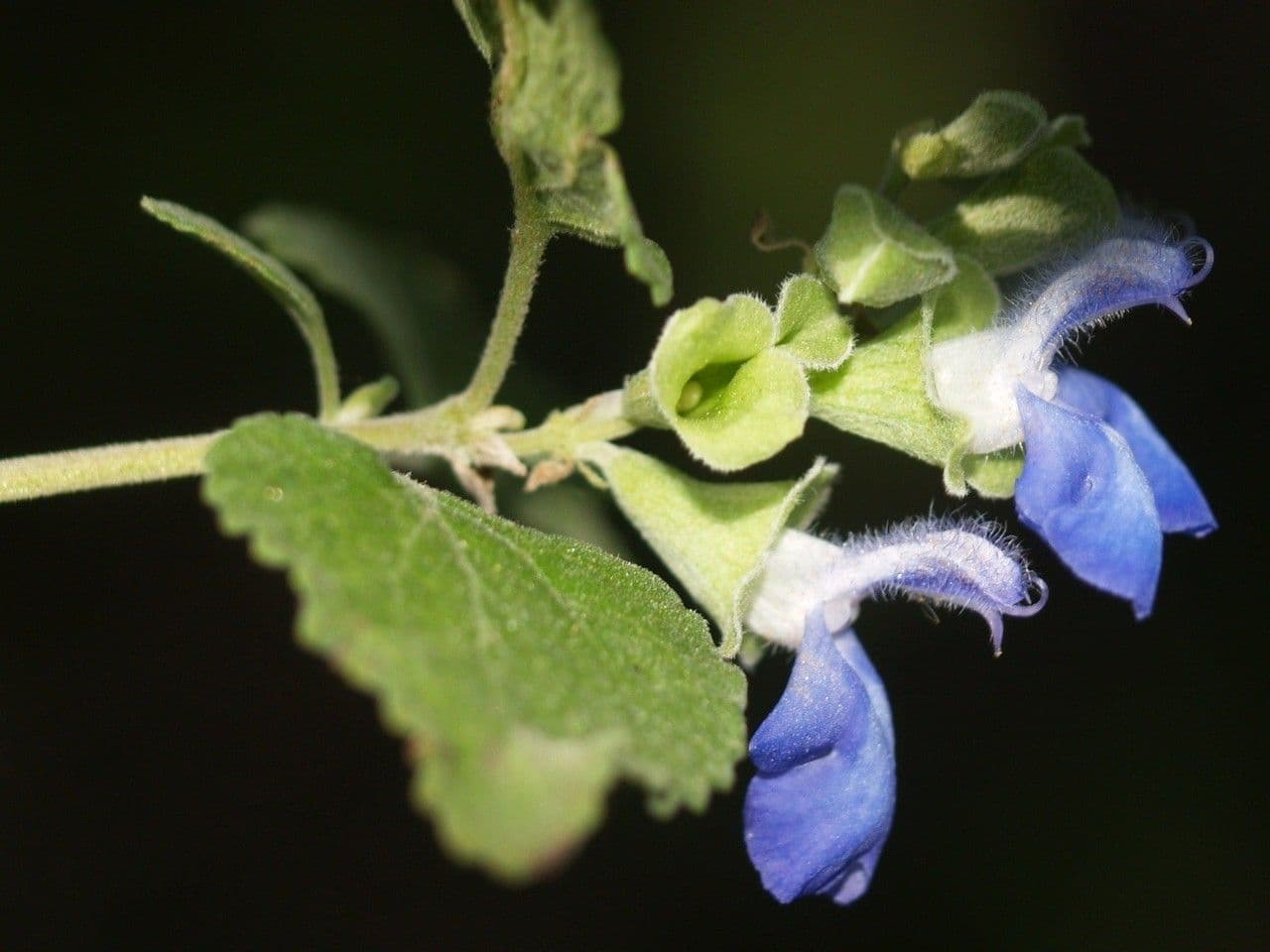 Salvia a grappoli 6