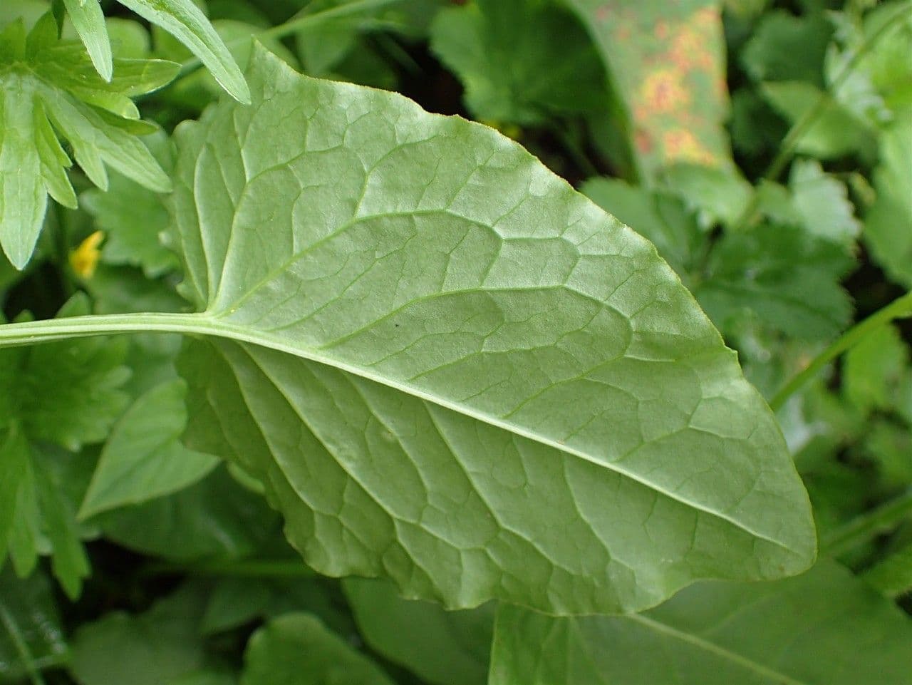 Rumex alpestris 10
