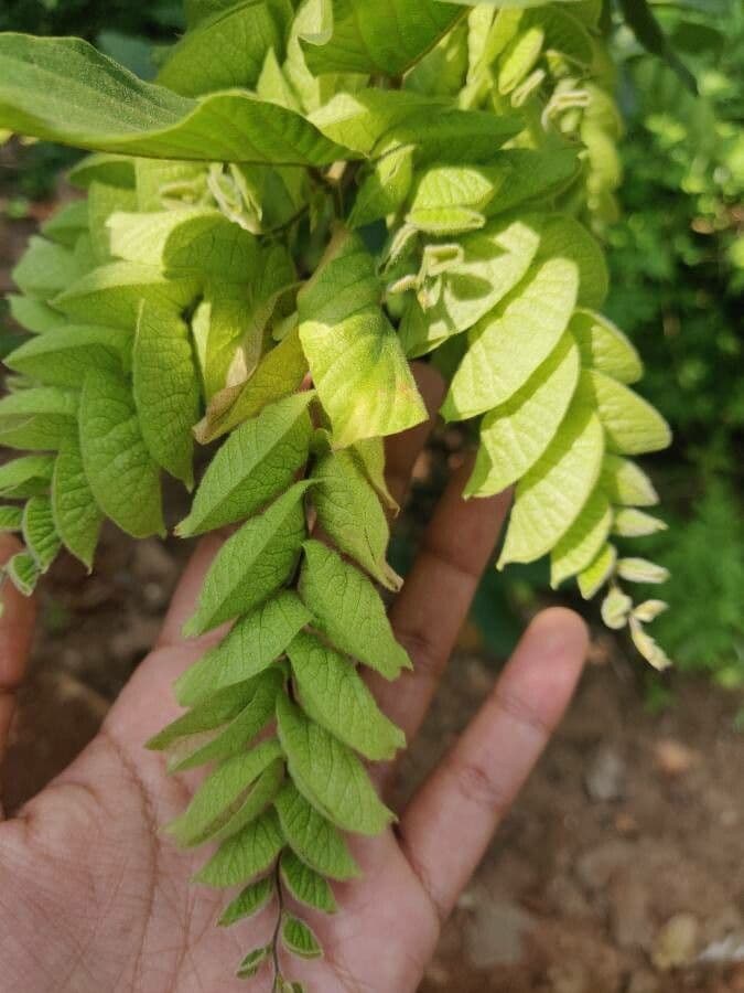 Flemingia strobilifera 17
