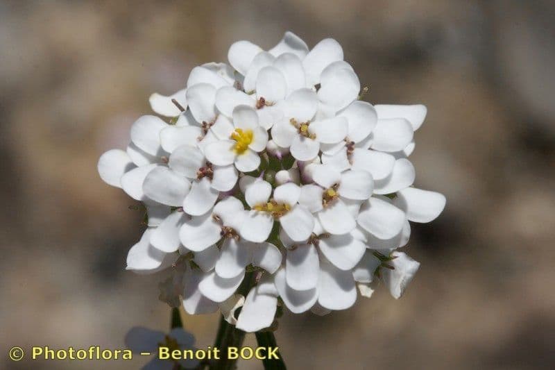 Iberis 4