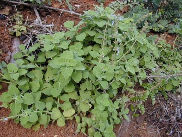 Plectranthus Parviflorus 10