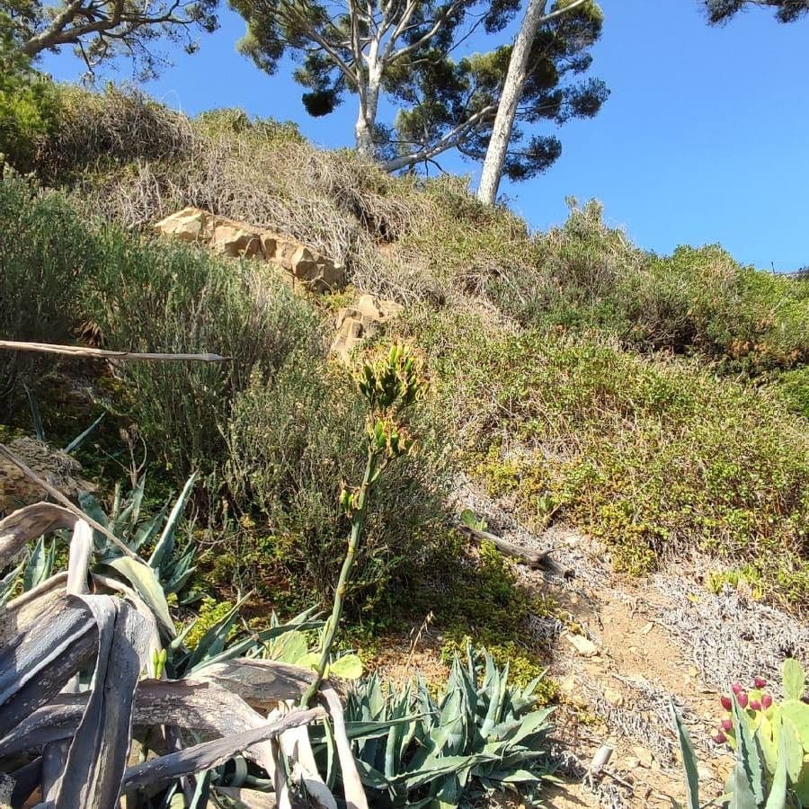 Sisal 5