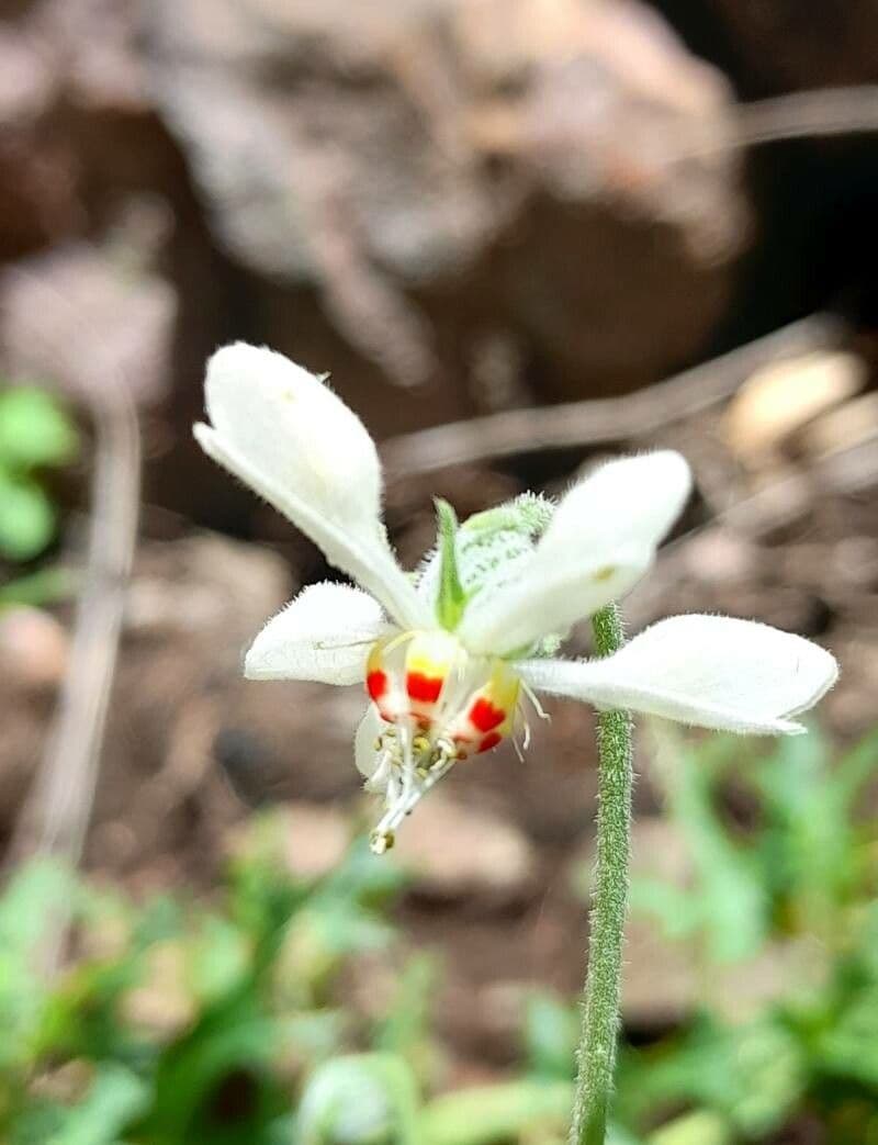 Blumenbachia 6