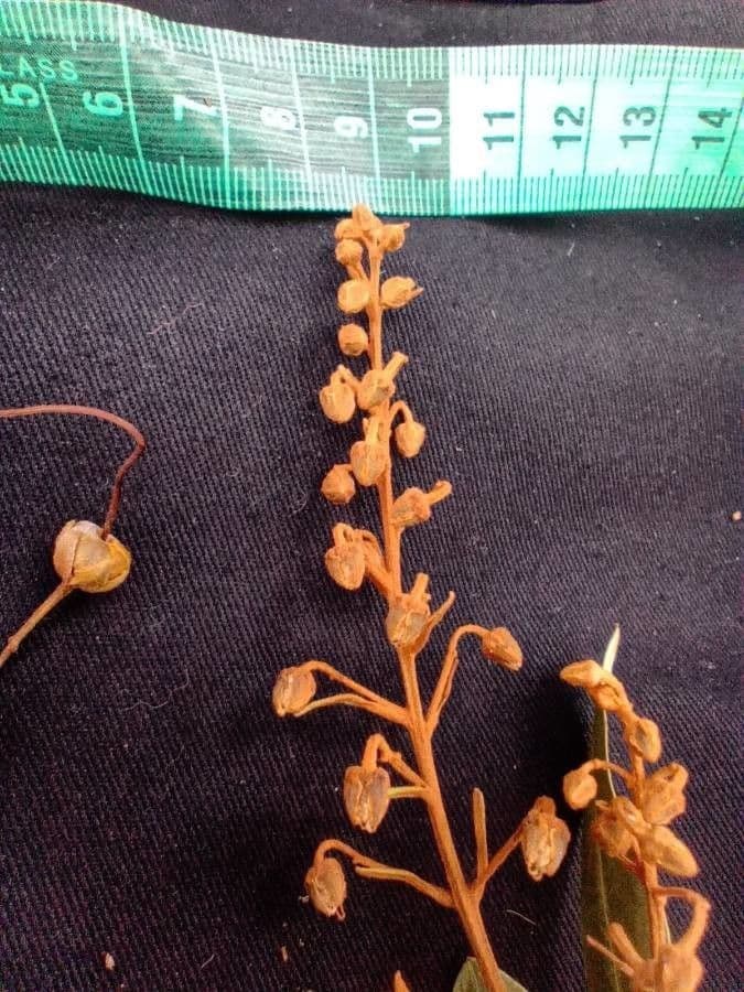 Bejaria aestuans 3