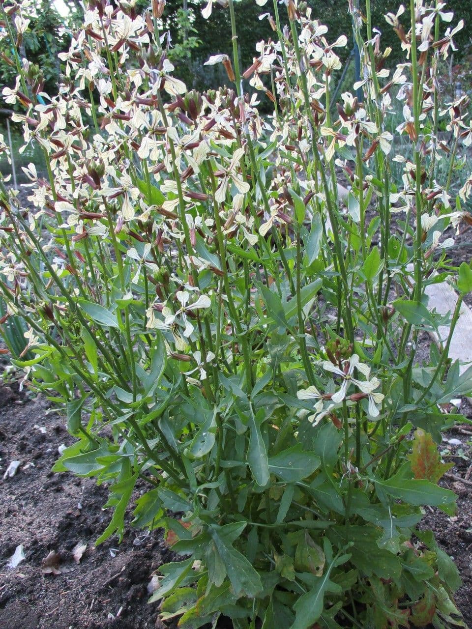 Rucola 11