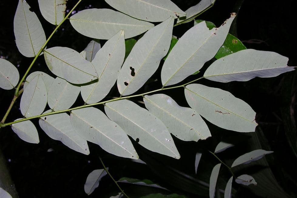 Dalbergia 5