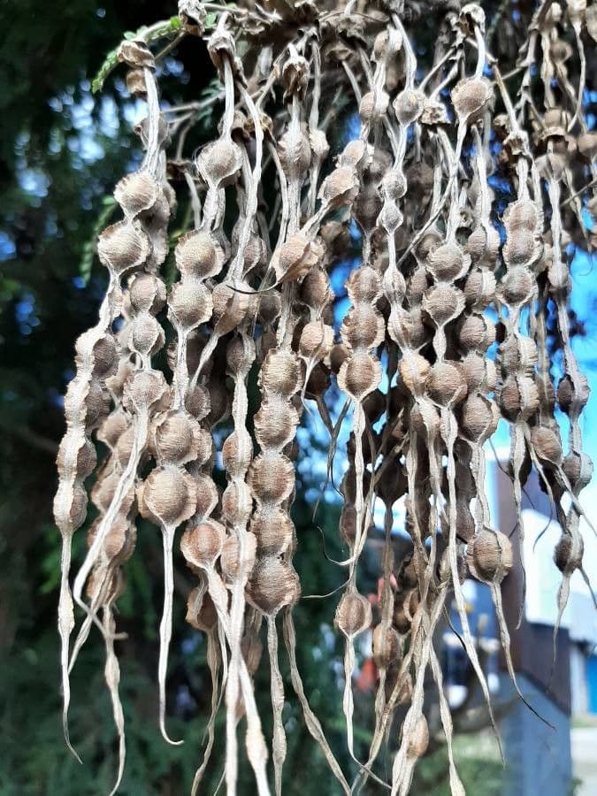 Sophora 5