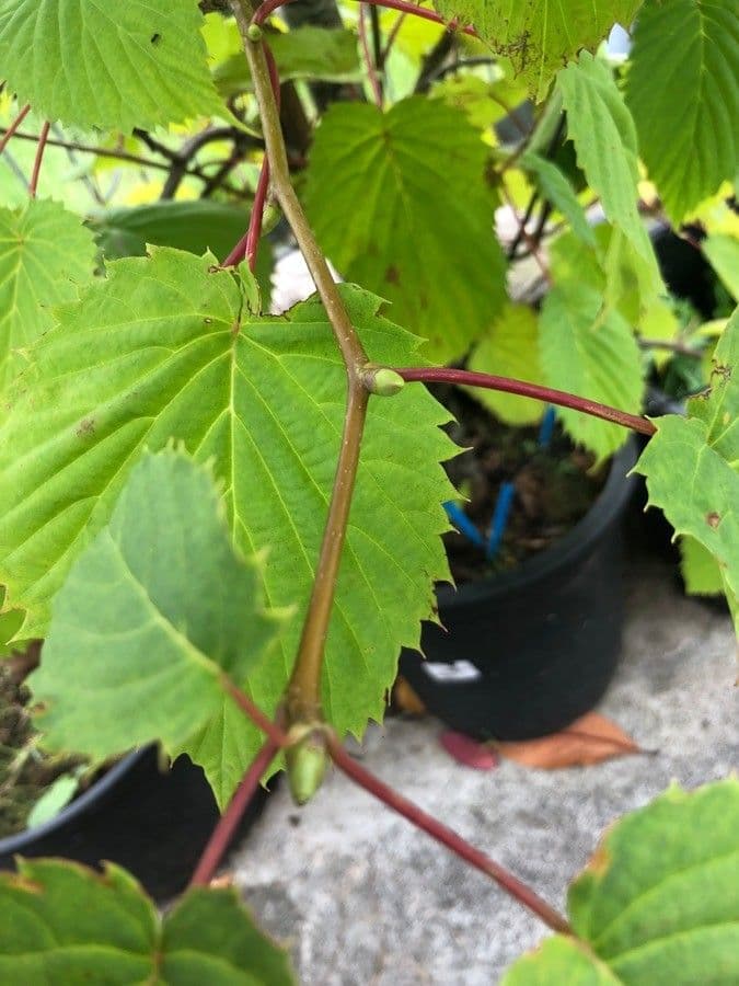 Taschentuchbaum 30