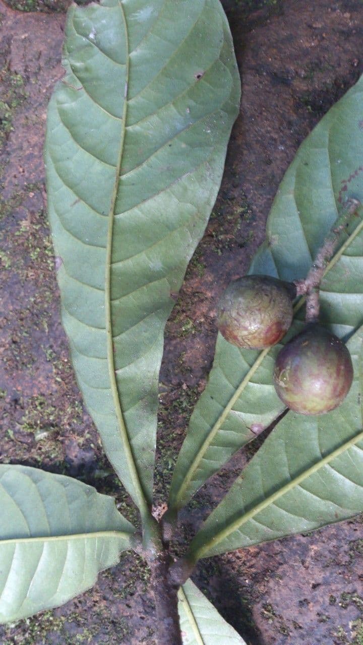 Meliosma 5