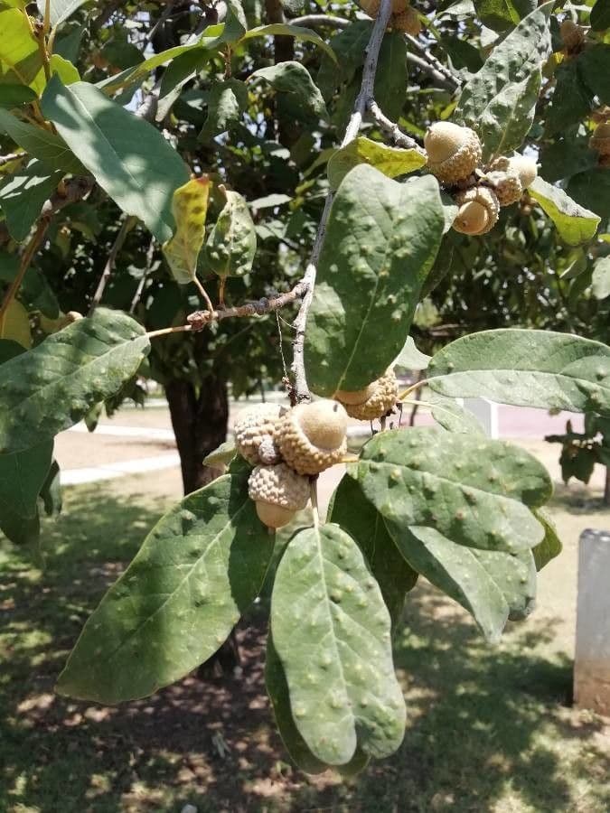 Quercia bianca polymorpha 2