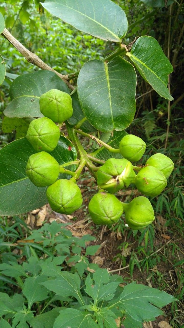 Duabanga 9
