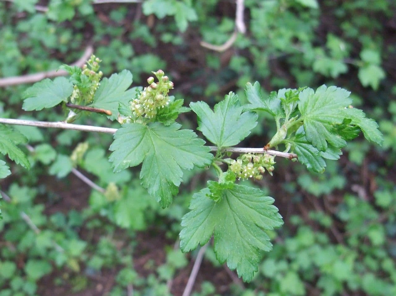 Ribes alpino 11