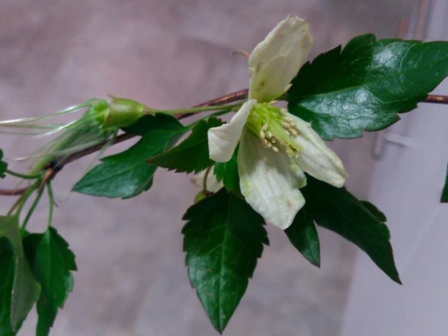 Clematis cirrhosa 9