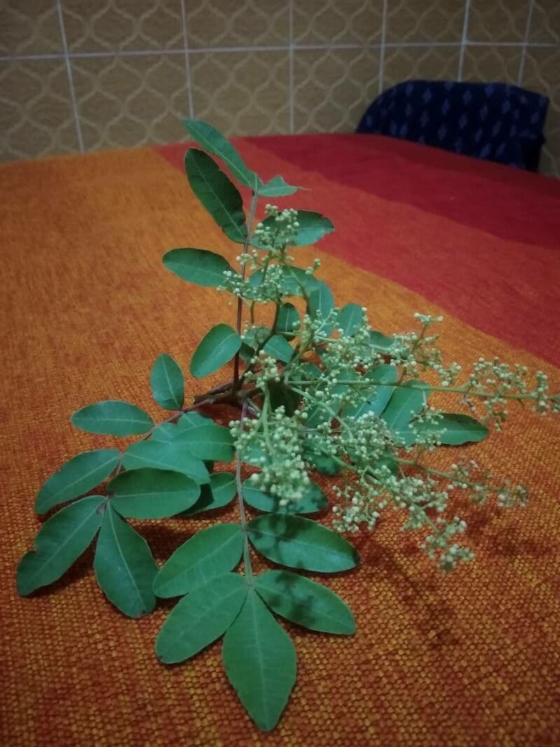 Pistacia 6