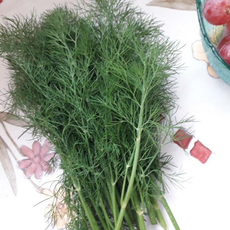 Dill 19