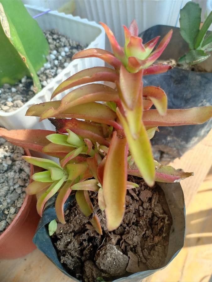 Crassula