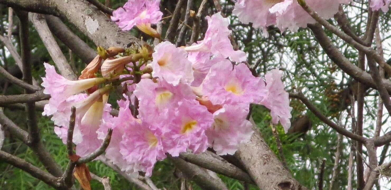 Tabebuia 7