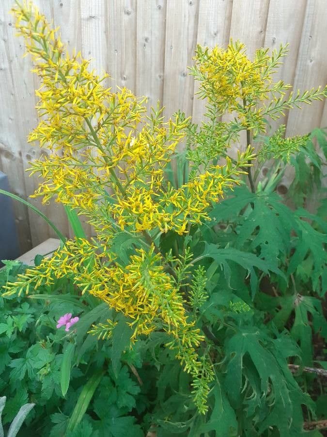Solidago odorosa 5