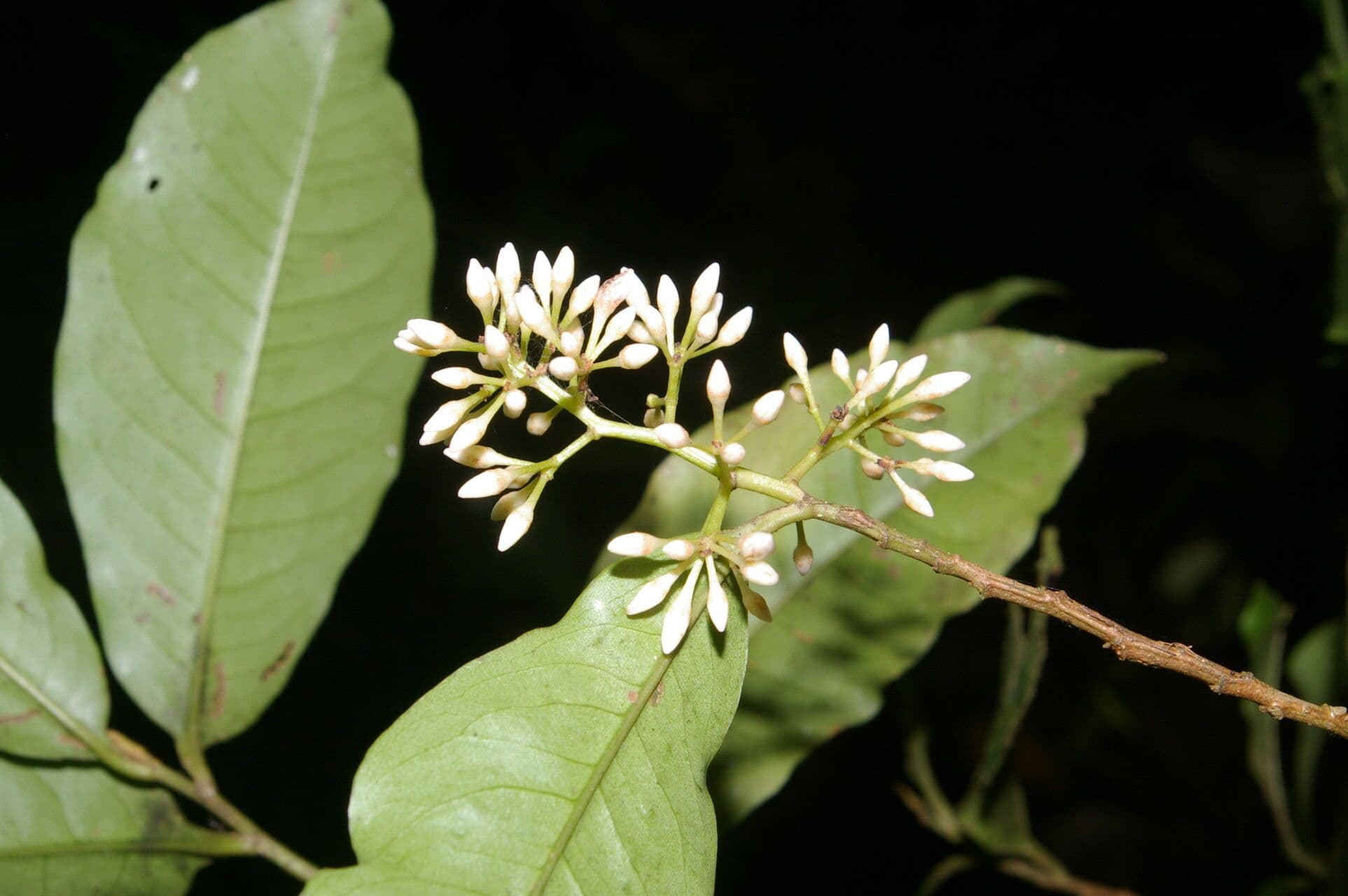 Ardisia de Guyane 7