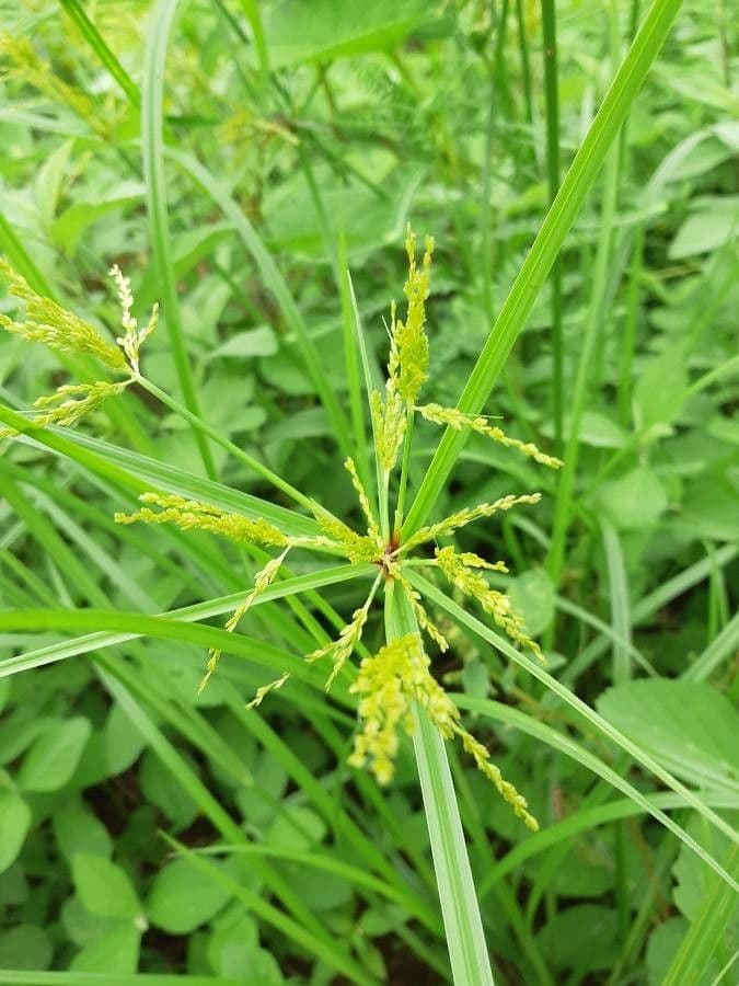 Šáchor jednovicatý 10