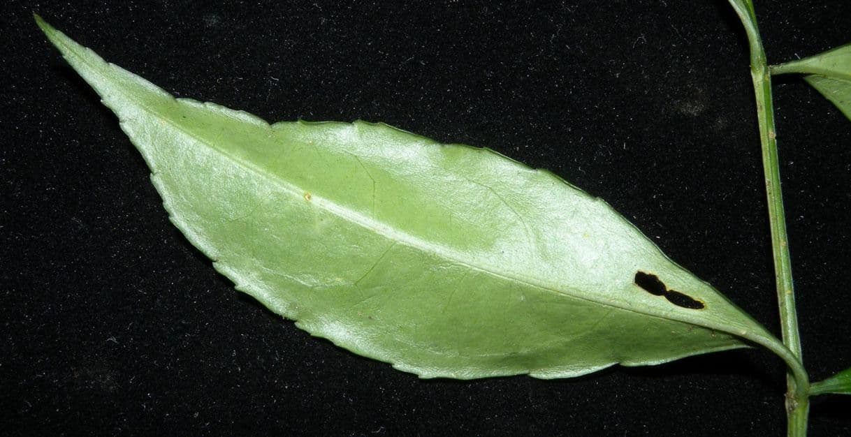 Crossopetalum 15