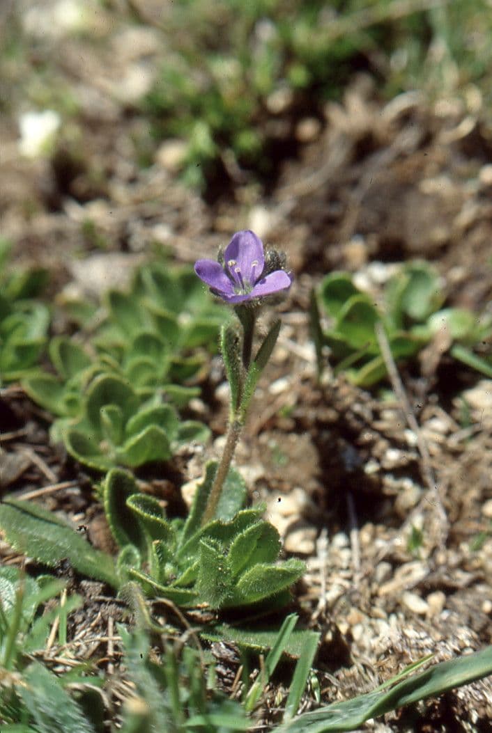 Veronica bellidioides 8