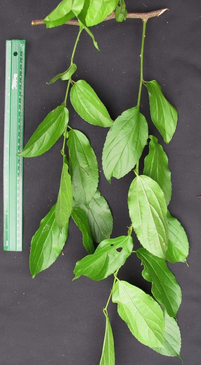 Celtis iguanaea 25