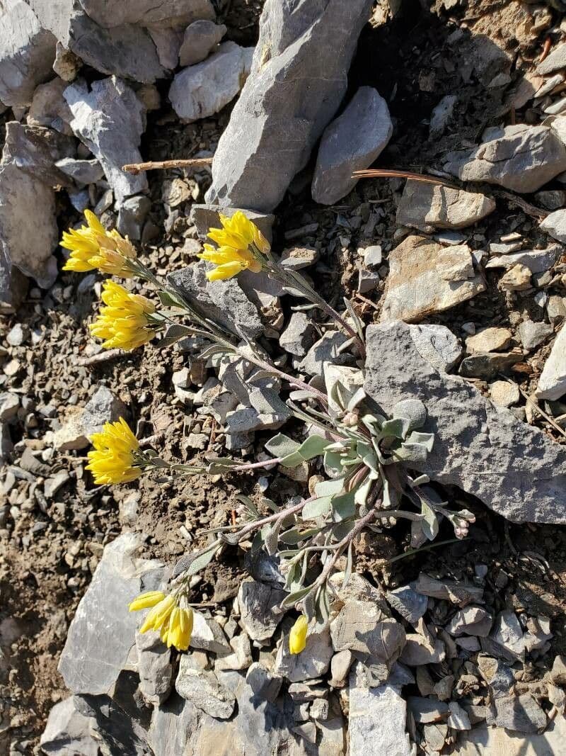 Physaria 13