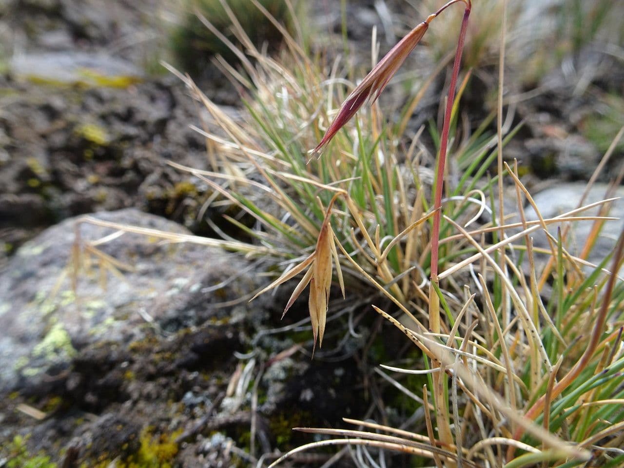 Festuca