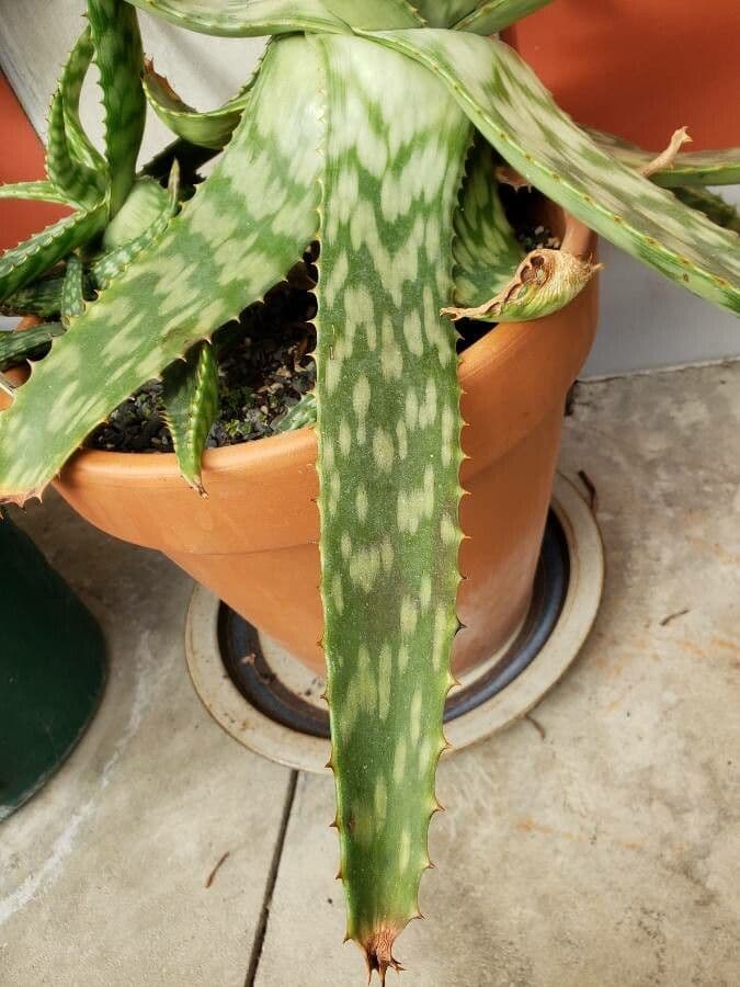 Aloe 6