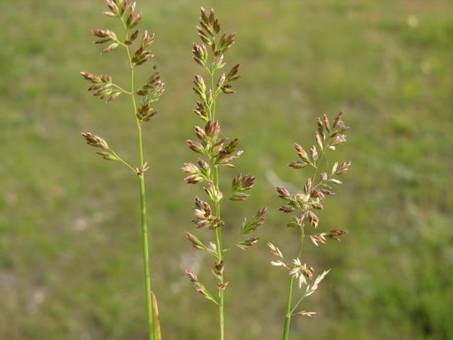 Fienarola compressa 4
