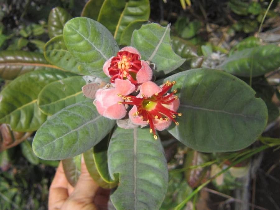 Xanthostemon 17